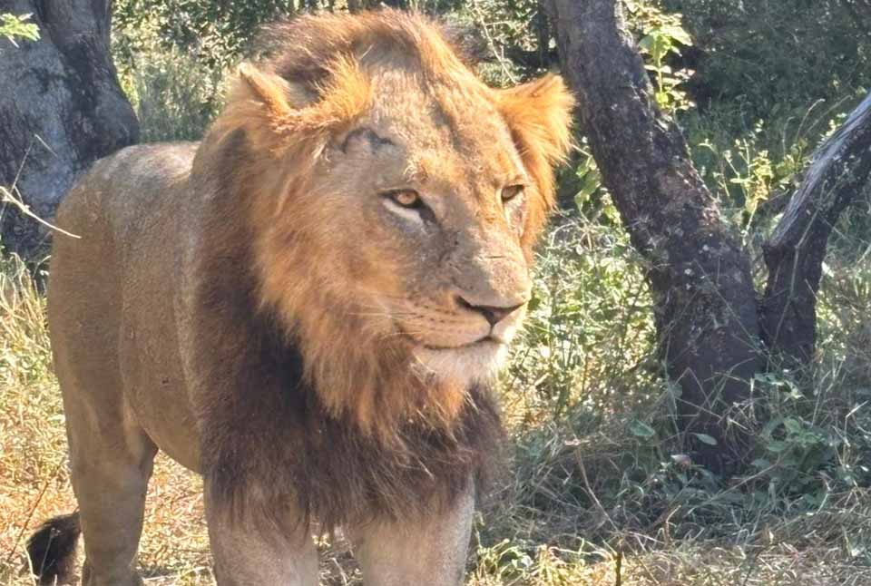 Kruger_Safaris_Camp_Site_Inn_Africa_Safaris_Camp_Site_IMG-20250603-WA0010